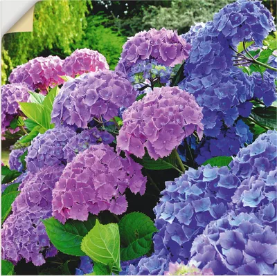 Produktbild von ARTland Wandbild, selbstklebend Hortensien im Garten Größe: 50x50 cm