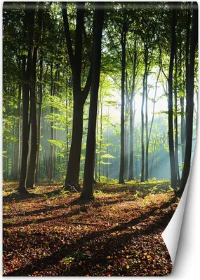 Produktbild von Vlies fototapete Waldgrüner Sonnenaufgang Natur 100x140 cm Feeby Grün inkl. Kleber einfache Montage