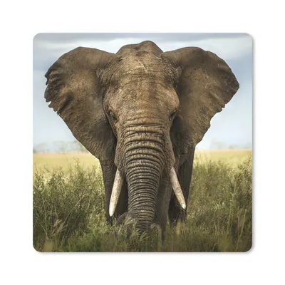 Produktbild von MuchoWow® Mauspad Mousepad Elefant - Natur - Gras - Tiere - Landschaft 20x20 cm - Mousepads - Maus Mat - Pad - Mausunterlage - Desk Mat - Bureauartikeln