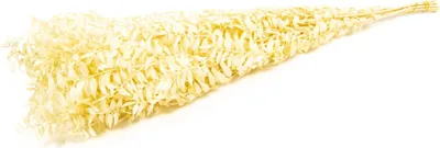 Produktbild von INNA-Glas Ruscus Trockenzweige AGNIATA, beige, 70-75cm, Ø17cm - Getrocknete Zweige