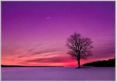 Produktbild von Wallario Wandbild Mond und Baum am Abend bei Schnee, Größe: 70,30 x 100,30 cm, Poster mit weißem Kunststoffrahmen