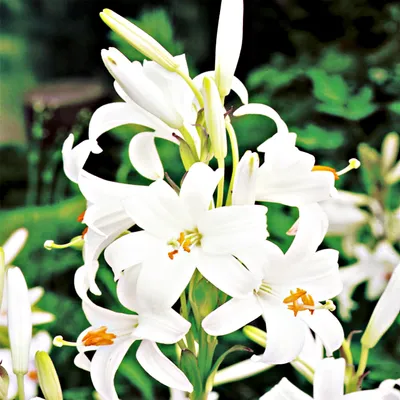 Immagine prodotto di Lilium Candidum Giglio di Sant'Antonio 1 pz. Gigli Bulbi Bulbi di giglio