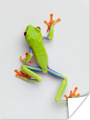 Produktbild von MuchoWow® Poster Frosch - Tiere - Grün 120x160 cm - Wandbilder
