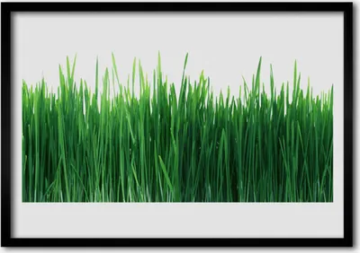 Produktbild von Bild 70x50 MDF-Rahmen Wandkunst Gras Natur Pflanze