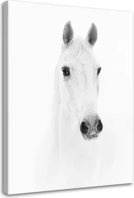 Produktbild von Leinwandbild graues pferd 80x120 cm Feeby grau wandbild bereit zum aufhängen