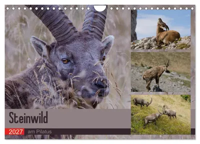Immagine prodotto di Cervi selvatici sul Pilatus (calendario da parete 2027, formato A4 orizzontale), calendario mensile CALVENDO