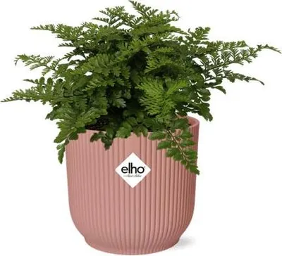 Obrázek produktu pro Kapradina Asplenium Parvati, pokojová rostlina, dekorativní kvetinác Vibes