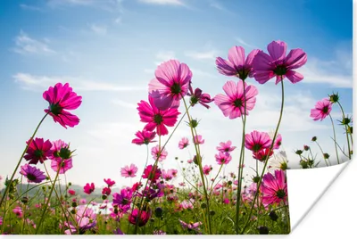 Produktbild von MuchoWow® Poster Blumen - Rosa - Cosmea 120x80 cm - Bilder