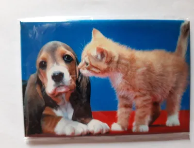 Produktbild von Magnet Hund und Katze, 8 x 5,5 cm, Kühlschrankmagnet Tiere Kätzchen