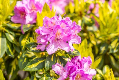 Produktbild von Rhododendron 'Goldflimmer', immergrün, gelb-grün panaschiert, 40–50 cm