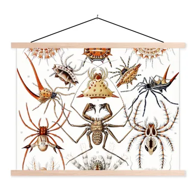 Produktbild von MuchoWow® Textilposter Retro - Spinne - Ernst Haeckel - Spinnen 40x30 cm mit holzfarbenen Rahmen - Bilder