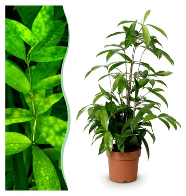 Produktbild von Dracaena surculosa - Drachenblutbaum - Pflegeleicht - Grün - 60-70 cm - Ø 17 cm - Zimmerpflanze - Immergrün