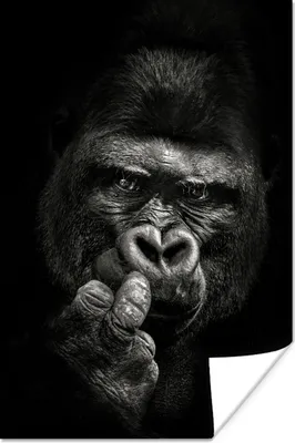 Produktbild von MuchoWow® Poster Nahaufnahme eines Gorillas auf schwarzem Hintergrund 120x180 cm - Kunstposter