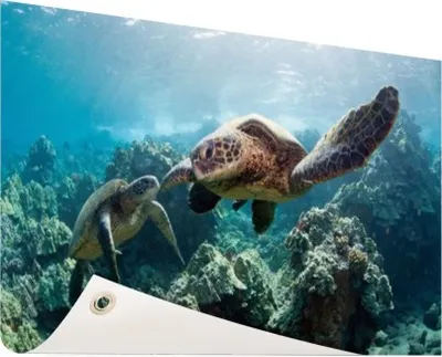 Produktbild von Gartenposter - 60x40 cm - Zwei Meeresschildkröten  - Modernes Wandbilder - Wilde Tierposter