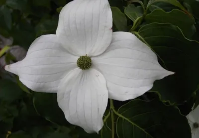 Produktbild von Cornus kousa China Girl - Chinesischer Blumenhartriegel - Blütenhartriegel 40-60