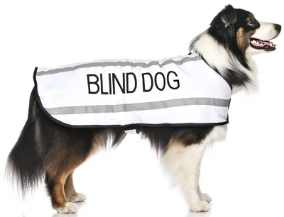 Hundejacke für blinde Hunde, weiß, reflektierend, wasserdicht, S–L