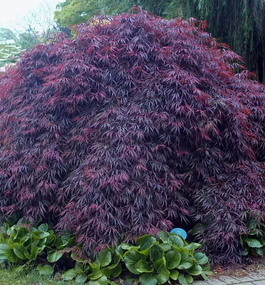 Produktbild von Fächerahorn ´INABA-SHIDARE´ 60-70 cm, Cont. 3 l
