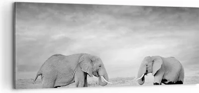 Produktbild von Bild auf Leinwand - Leinwandbild - Einteilig - Elefanten Schwarzweiß Safari - 100x40cm - Wand Bild - Wanddeko - Wandbilder - Leinwanddruck - Bilder - Wanddekoration - Leinwand bilder - AB100x40-4186