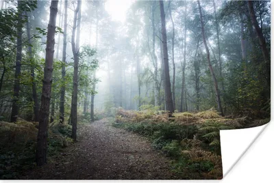 Produktbild von MuchoWow® Poster Wald - Nebel - Weg 180x120 cm - Fotoplakat