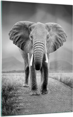 Produktbild von Bilder auf glas - Einteilig - Elefant Wildnis Natur - 50x70cm - Glasbilder - Wandbilder - Bilder - zum Aufhängen bereit - Wanddekoration aus Glas - Glas Bilder - Wandbild auf Glas - GPA50x70-4966