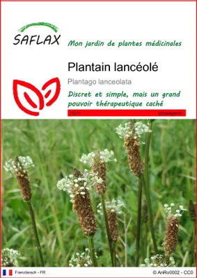 Image de SAFLAX  - Plantain lancéolé - 100 graines - Plantago