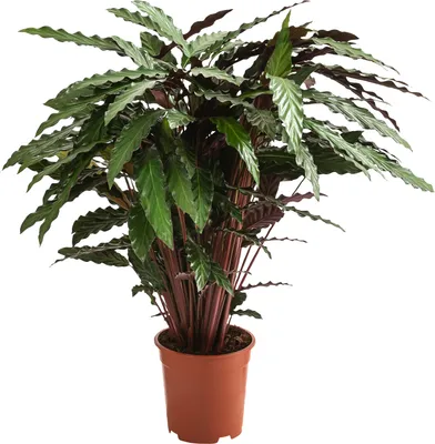 Produktbild von Dehner Korbmarante, Calathea cultivars, versch. Sorten, luftreinigend, ca. 90 cm, Ø Topf 21 cm, Zimmerpflanze