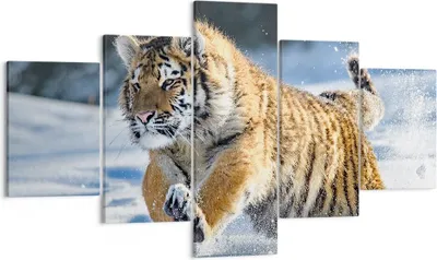 Produktbild von Bild auf Leinwand - Leinwandbild - tiger tier - 125x70cm - Wand Bild - Wanddeko - Wandbilder - Leinwanddruck - Bilder - Kunstdruck - Wanddekoration - Leinwand bilder - Wandkunst - EA125x70-3928