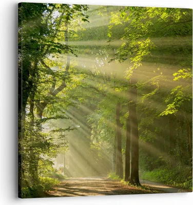 Produktbild von Bild auf Leinwand - Leinwandbild - Wald Baum Natur - 30x30cm - Wand Bild - Wanddeko - Wandbilder - Leinwanddruck - Bilder - Kunstdruck - Wanddekoration - Leinwand bilder - Wandkunst - AC30x30-3661