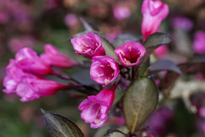 Produktbild von Weigela florida 'Alexandra', Weigelie, dunkelrosa, 30–40 cm