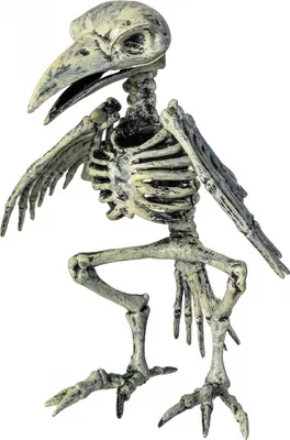 Produktbild von Verrottetes Raben Skelett als Halloween Deko 20 cm
