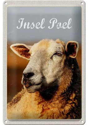 Produktbild von Blechschild Reise 20x30cm Insel Poel Urlaub Schaf Natur Weide