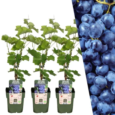 Image de Plants by Frank | 3 plants de vigne 100 %| Vitis vinifera | Vigne | Verger | Potager | Plantes de jardin