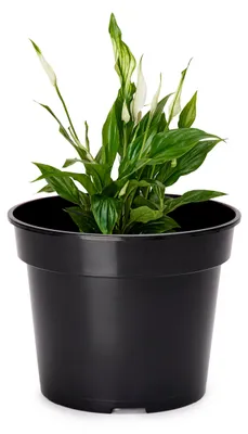 Image de Pot de fleurs Garronda GD-0025 (1 pièce - noir, ⌀ 32 cm, H = 26 cm)