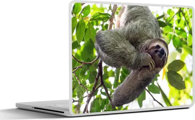 Produktbild von MuchoWow® Laptop Aufkleber Sticker Cover Ein lächelndes Faultier hängt in den grünen Bäumen 30x22 cm - Laptop-Sticker
