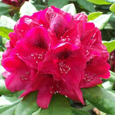 Immagine prodotto di Rhododendron 'Lord Roberts' | 40-50 cm, in vaso
