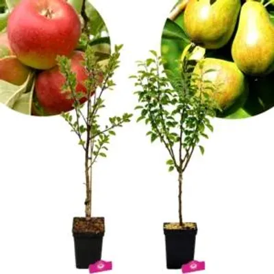 Image de Lot de 2 arbres fruitiers : un pommier 'Elstar' et un poirier 'Conference' – hauteur 100 cm – en pot de 5 litres