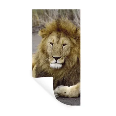 Produktbild von MuchoWow® Wandtattoo Wandsticker Wandaufkleber Löwe - Afrika - Tier 20x40 cm Selbstklebend und Repositionierbar - Selbstklebend - Fototapeten