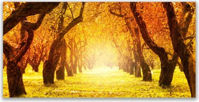 Produktbild von Acrylglasbilder 120x60 Wandbild Druck Wald Fußpfad Natur
