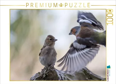 Produktbild von CALVENDO Puzzle Buchfinken bei der Fütterung | 1000 Teile Lege-Größe 64x48cm Foto-Puzzle für glückliche Stunden