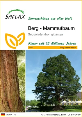 Produktbild von SAFLAX - Berg - Mammutbaum - Sequoiadendron gigantea - 50 Samen