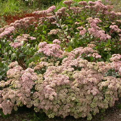 Produktbild von 6 x Großes Fettblatt  - Sedum 'Matrona'  | Topf 9cm x 9cm