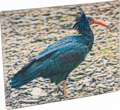 Produktbild von 3D Magnet Waldrapp