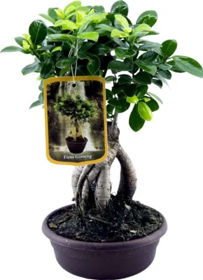 Zdjęcie produktu dla Trendyplants - Ficus Microcarpa Ginseng - Bonsai - Roślina domowa - Wysokość 20-40 cm - Rozmiar doniczki Ø17cm