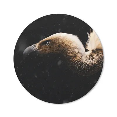 Produktbild von MuchoWow® Mauspad Mousepad Geier - Weiß - Schwarz 40x40 cm - Mousepads - Maus Mat - Pad - Mausunterlage - Schreibtisch Accessoires