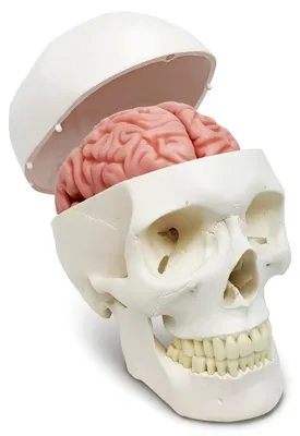 Zdjęcie produktu dla Model ludzkiej czaszki i mózgu 11 części anatomiczna replika do nauki