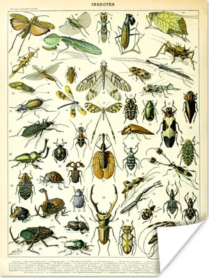Produktbild von MuchoWow® Poster Insekten - Tiere - Libelle 90x120 cm - Wohnzimmer