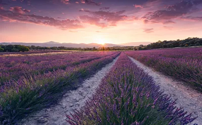 Obrázok produktu pre Sanders & Sanders Fototapeta Lavendellandschaft Pastellviolett 450 x 280 cm