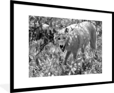 Produktbild von MuchoWow® MuchoWow® Gerahmtes Poster Weißer Wolf im Gras in Schwarz und Weiß 90x60 cm - Poster mit zchwarzem Bilderrahmen - Wanddekoration - Fotos