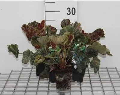 Produktbild von 6 x  Heuchera hybr. 'Beauty Colour' - Purpurglöckchen - Topf 9 x 9 cm