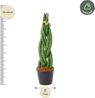 Obrázok produktu pre Sansevieria cylindrica Twist – hadí strom – nenáročná izbová rastlina – čistí vzduch – ↕40 cm – Ø10,5 cm